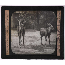Bêtes de somme. Jardin des plantes. Antilope.