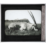 Chasse au moyen et au petit gibier africain du Mozambique. Antilope oryx beisa mâle. 