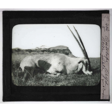 Chasse au moyen et au petit gibier africain du Mozambique. Antilope oryx beisa mâle.