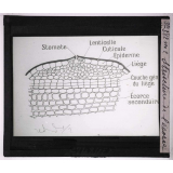 Les Écorces. Structure de l'écorce.