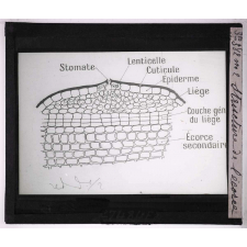 Les Écorces. Structure de l'écorce.