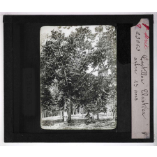 Les Plantes à caoutchouc et à gutta-percha. Castilloa Elastica. Arbre de 13 ans.