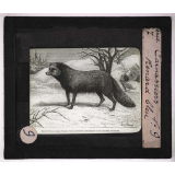 Les Carnassiers. Renard bleu.