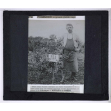 Nitrate de soude. Pommier en pyramide (Calville rouge).