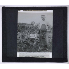Nitrate de soude. Pommier en pyramide (Calville rouge).