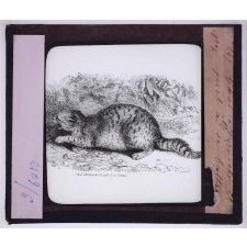L'Expression des émotions chez les animaux et chez l'homme. Chat effarouché et prêt à se battre.