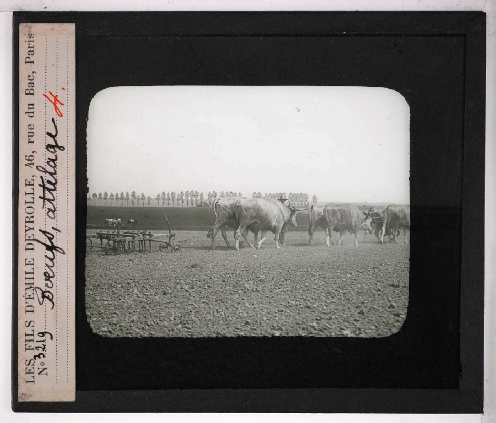 Locomotion terrestre chez les animaux. Bœufs, attelage.