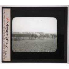 Locomotion terrestre chez les animaux. Bœufs, attelage.