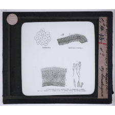 Le Microscope. Ce qu'il permet de voir dans le corps humain. Épithélium vibratile et cylindrique.
