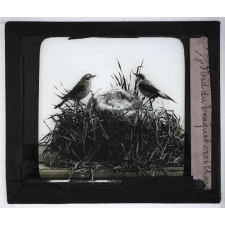 Les Nids des oiseaux. Nid du traquet oreillard. 