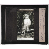 Les Oiseaux (grands rapaces). Harfang.