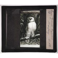 Les Oiseaux (grands rapaces). Harfang.
