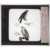 Les Oiseaux (grands rapaces). Faucon et gerfaut.