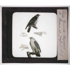 Les Oiseaux (grands rapaces). Faucon et gerfaut.