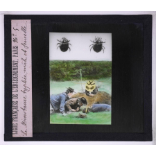La Vie des insectes. Le minotaure typhée, mâle et femelle.