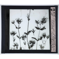 La Ramification et les inflorescences. Cyme de l'Érythrée, petite centaurée.