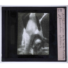 Les Principaux caractères permettant d'appriécier quelques viandes insalubres ou défectueuses. Tuberculose de la vache laitière. (Pommelière, phtisie).