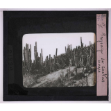 Végétation. Paysage de cactus cierges.