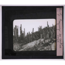 Végétation. Paysage de cactus cierges.