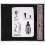 Les Animaux parasites de l'homme. Petite douve du foie.