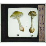 Notions élémentaires sur les champignons comestibles et vénéneux. Amanite citrine et amanite phalloïde.