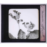 L'Art à l'école, décoration par les fleurs de printemps. Primevère officinale (coucou).