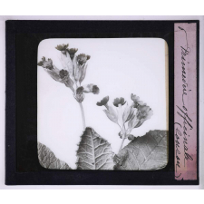 L'Art à l'école, décoration par les fleurs de printemps. Primevère officinale (coucou).