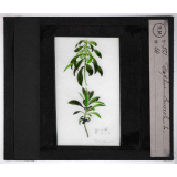 Les Plantes vénéneuses. Daphne laureola.