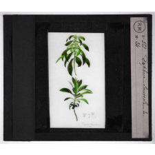 Les Plantes vénéneuses. Daphne laureola.