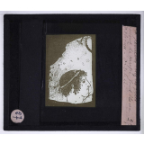 La Peinture chez les Grecs. Fragment de coupe, fond blanc, Athènes, Orphée.