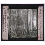 La Forêt. Notions élémentaires de sylviculture. Peuplement pur et régulier de hêtres à l'état de haut perchis.