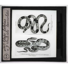 Morsures de serpents venimeux. Elaps fulvius. Lachesis lanceolatus.