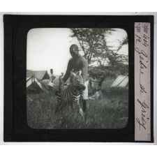 Chasse au moyen et au petit gibier africain du Mozambique. Zèbre de Grévy.