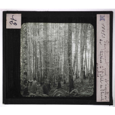 Forêts de France. Feuillus et résineux. Peuplement pur et régulier de hêtres à l'état de haut perchis.