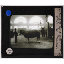 Les Races bovines. Vache parthenaise.