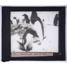 La Vie et les moeurs du pingouin Adélie. Un couple près du nid.