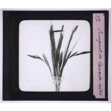 L'Art à l'école, décoration par les fleurs de printemps. Bouquet de carex des rives.