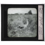 Chasse au moyen et au petit gibier africain du Mozambique. Gazelle girafe mâle.