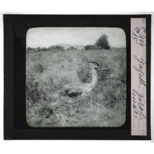 Chasse au moyen et au petit gibier africain du Mozambique. Gazelle girafe mâle.