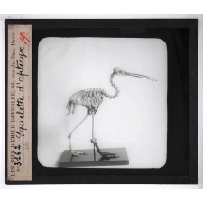Les Adaptations au vol chez les animaux. Squelette d'apteryx.