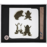 Reptiles et amphibiens. Crapaud.