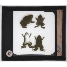 Reptiles et amphibiens. Crapaud.