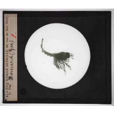 Les Crustacés. Homard.