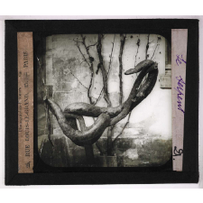 Jardins zoologiques. Le serpent.