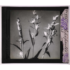 Les Orchidées. Epipactis des marais.