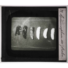 Métamorphoses des insectes. Métamorphose du Frelon.
