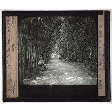 Colonies, Algérie. Allée de bambous au jardin d'essai.