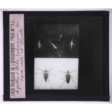 La Vie des insectes. Le grillon d'Italie. Ephippigère des vignes, mâle et femelle.