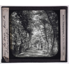 Hollande. La Haye. Bois de Scheveningue.