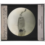 Caractères extérieurs des insectes. Tarse postérieur d'abeille.